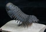 Flying Crotalocephalina Trilobite - Wow! #3919-3